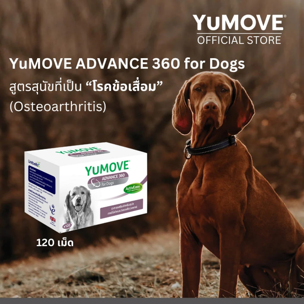 ภาพรวม นวัตกรรมอาหารเสริมฟื้นฟูข้อต่อสูตรเฉพาะทางสัตวแพทย์ YuMOVE ADVANCE 360 for Dogs มาตรฐานระดับโลกจากอังกฤษ