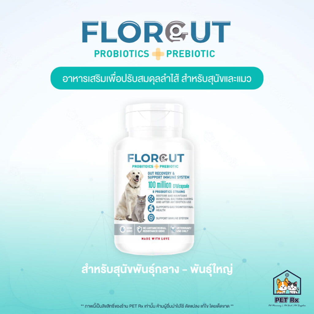 ภาพรวม นวัตกรรมซินไบโอติกส์ FLORGUT มาตรฐานชีวภาพ K.M.P. Biotech เพื่อสมดุลลำไส้สุนัขและแมว