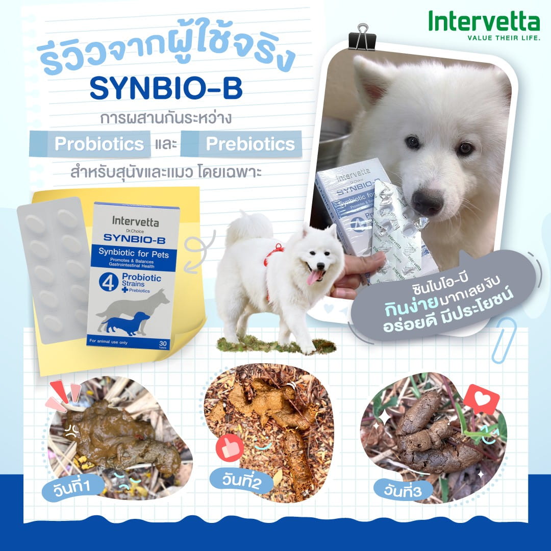 ภาพรวม นวัตกรรมอาหารเสริมซินไบโอติกส์ Intervetta Synbio-B ฟื้นฟูสมดุลลำไส้สุนัขและแมว มาตรฐานสัตวแพทย์