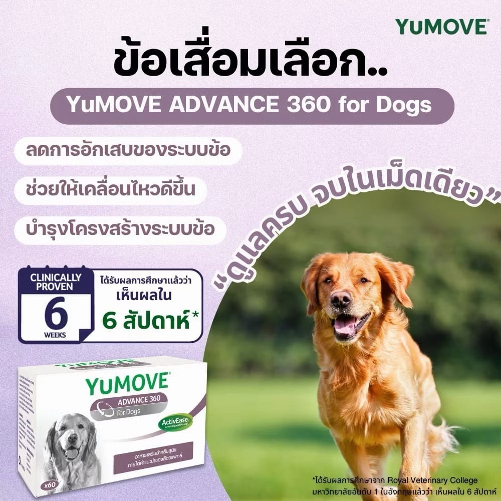 การผสานกลูโคซามีน คอนดรอยติน ผลวิจัยทางคลินิกรองรับ และความปลอดภัยระดับสูงสุด