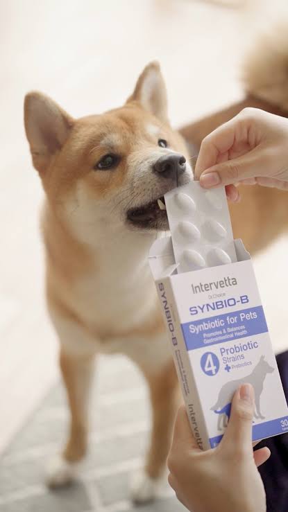 Intervetta Synbio-B Probiotics & Prebiotics for Dogs and Cats (อินเตอร์เวตต้า ซินไบโอ-บี อาหารเสริมปรับสมดุลลำไส้สำหรับสุนัขและแมว)